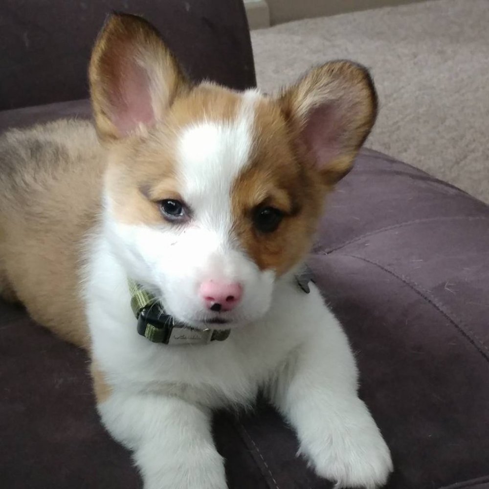 Ask your questions about repairing bags here